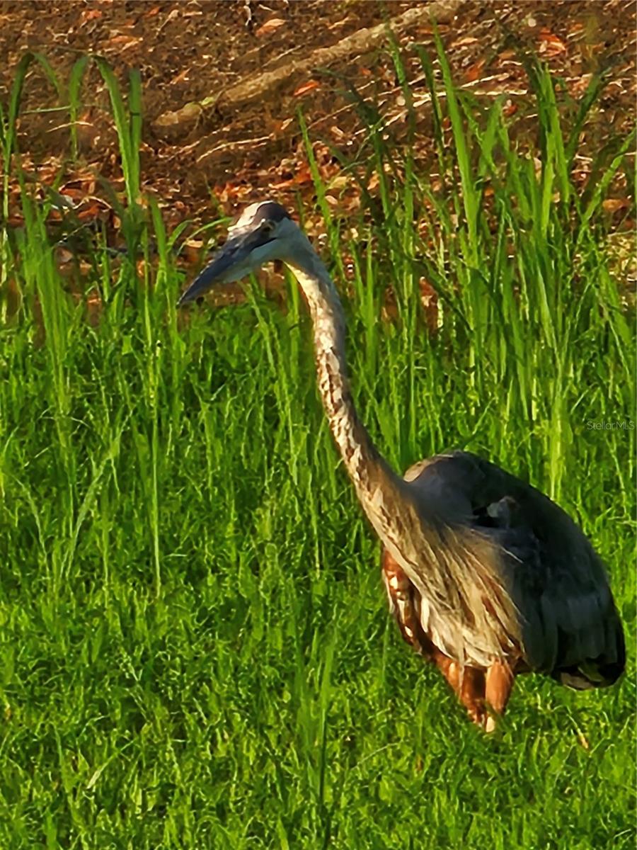 Wildlife in Subdivision