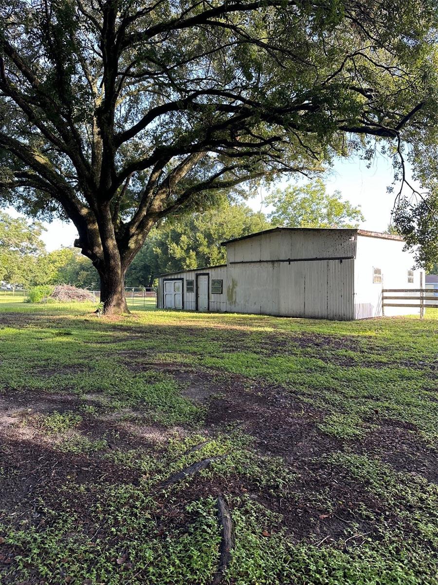 Beautiful oaks