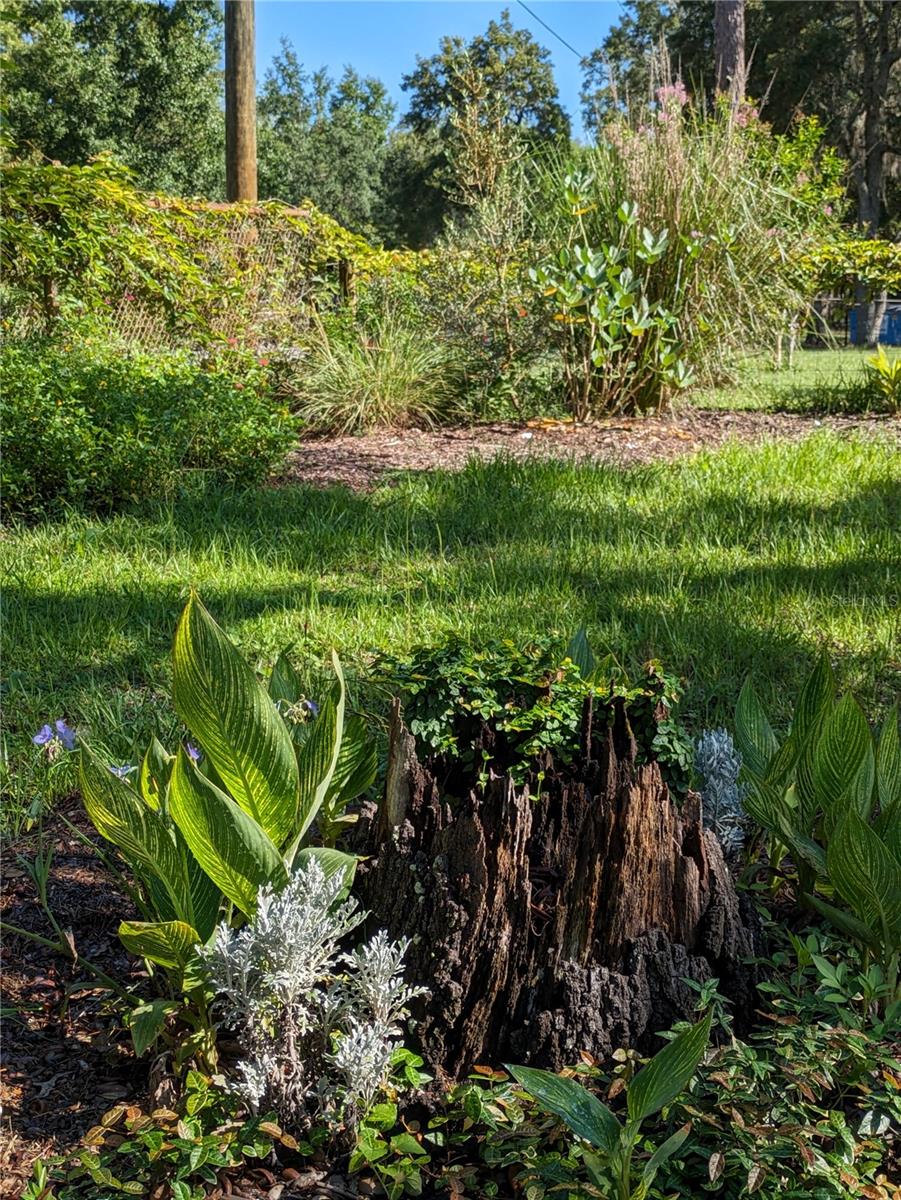 Q1 Stump Planting