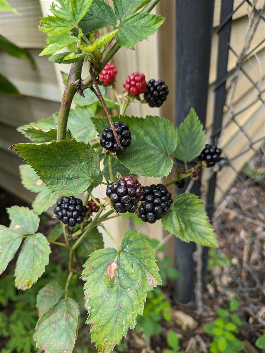 Q2 Blackberries