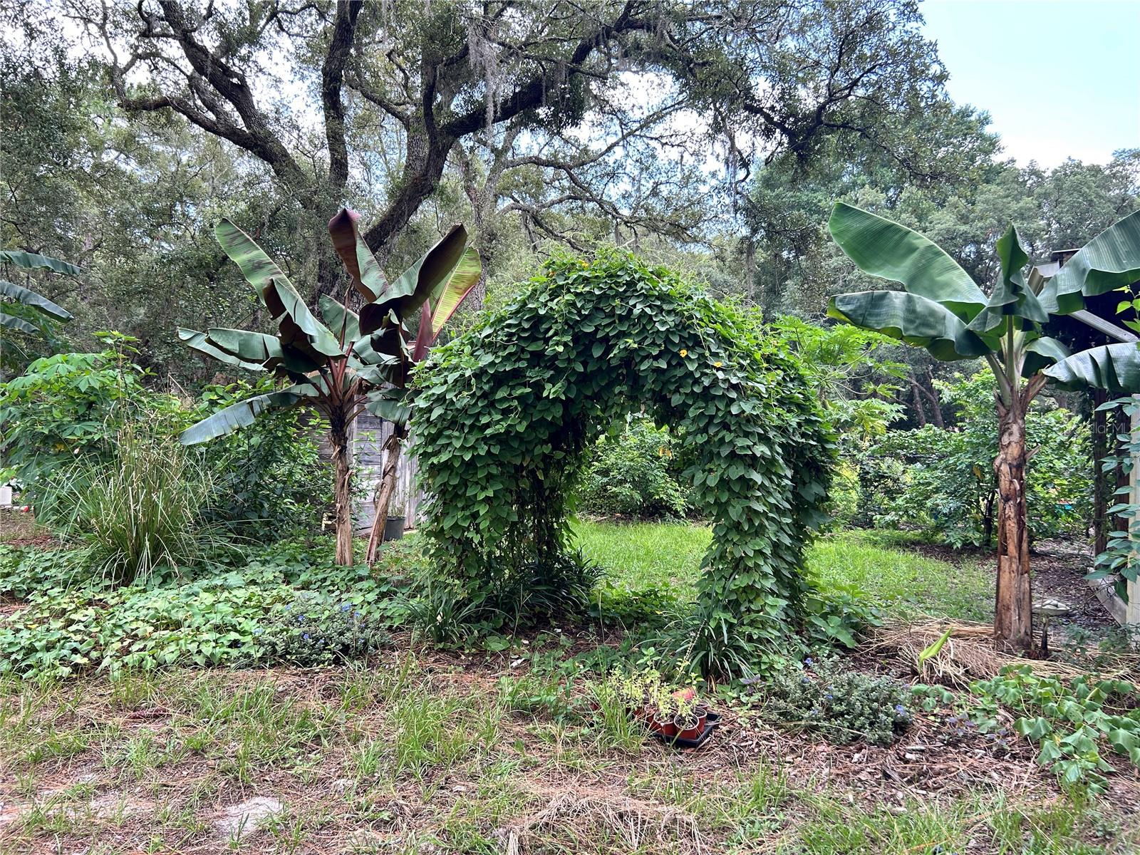 Q2 Black-Eyed Susan Arch, Bananas, Sweet Potatoes, Cassava, Mulberry