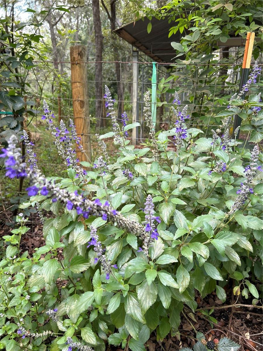 Q2 Blue Salvia