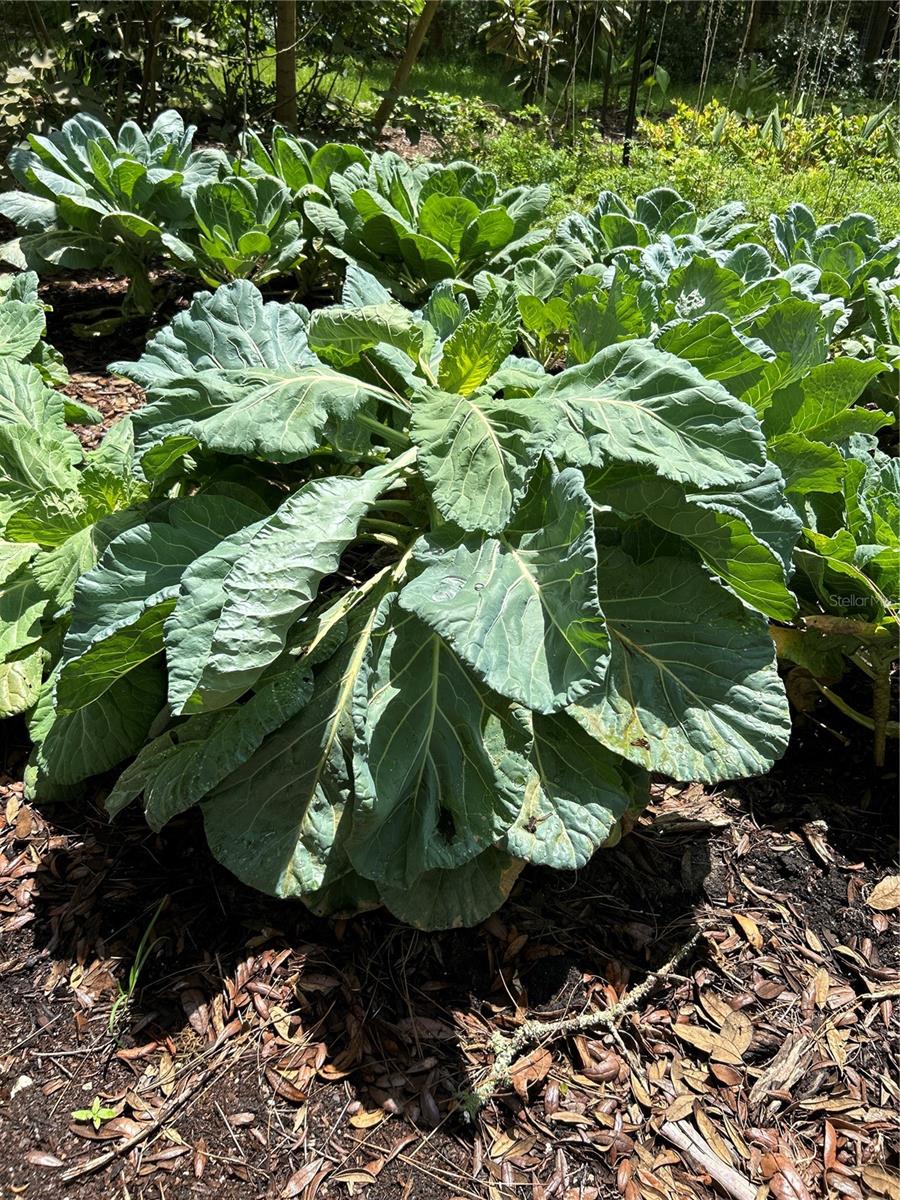 Q2 Collards