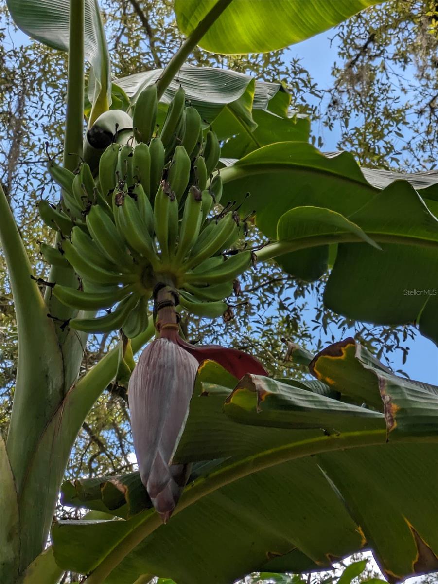 Q2 Fruiting Banana