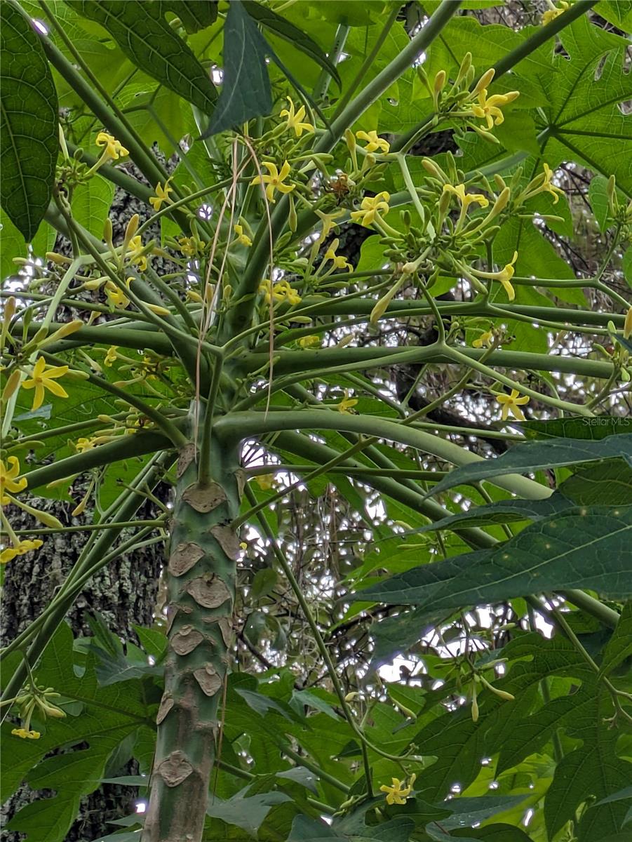 Q2 Male Papaya Trees