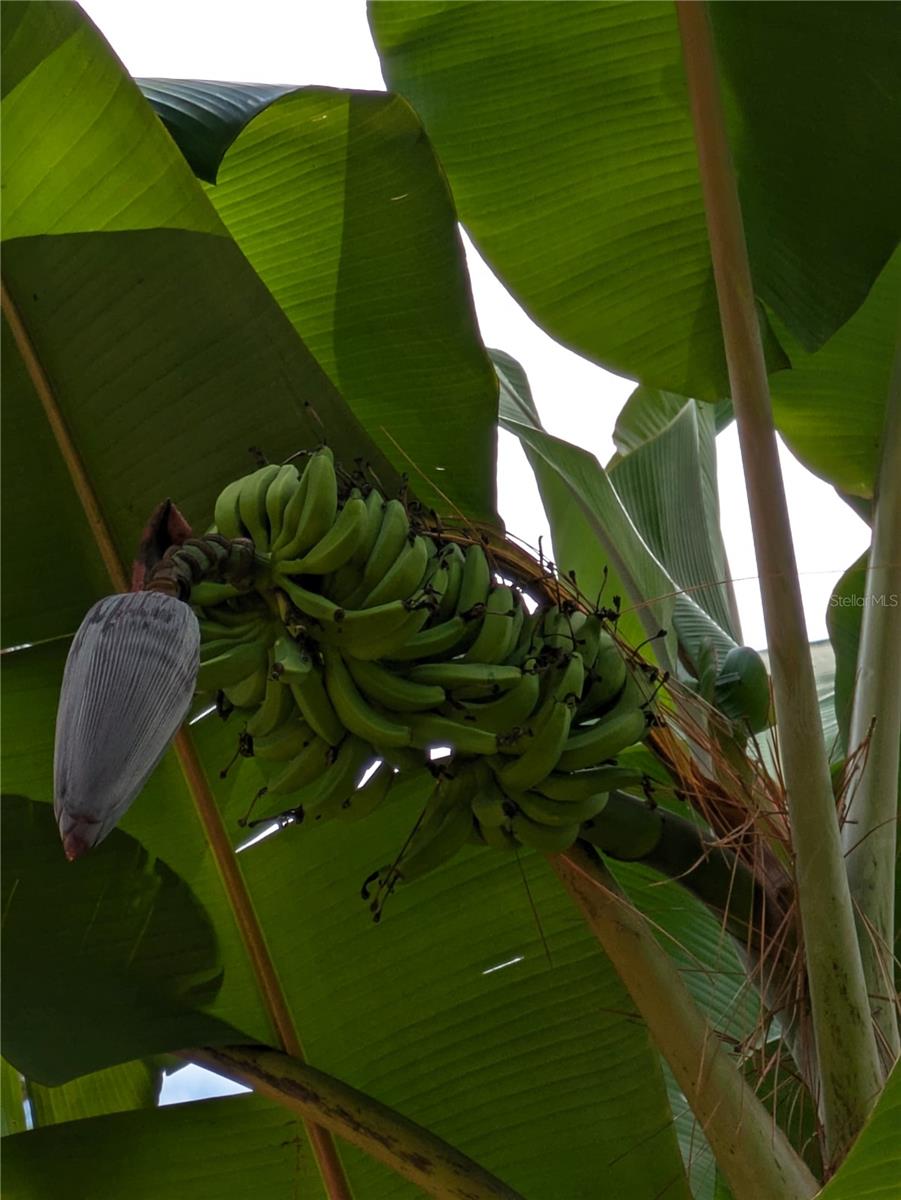 Q2 Pisang Ceylon Banana