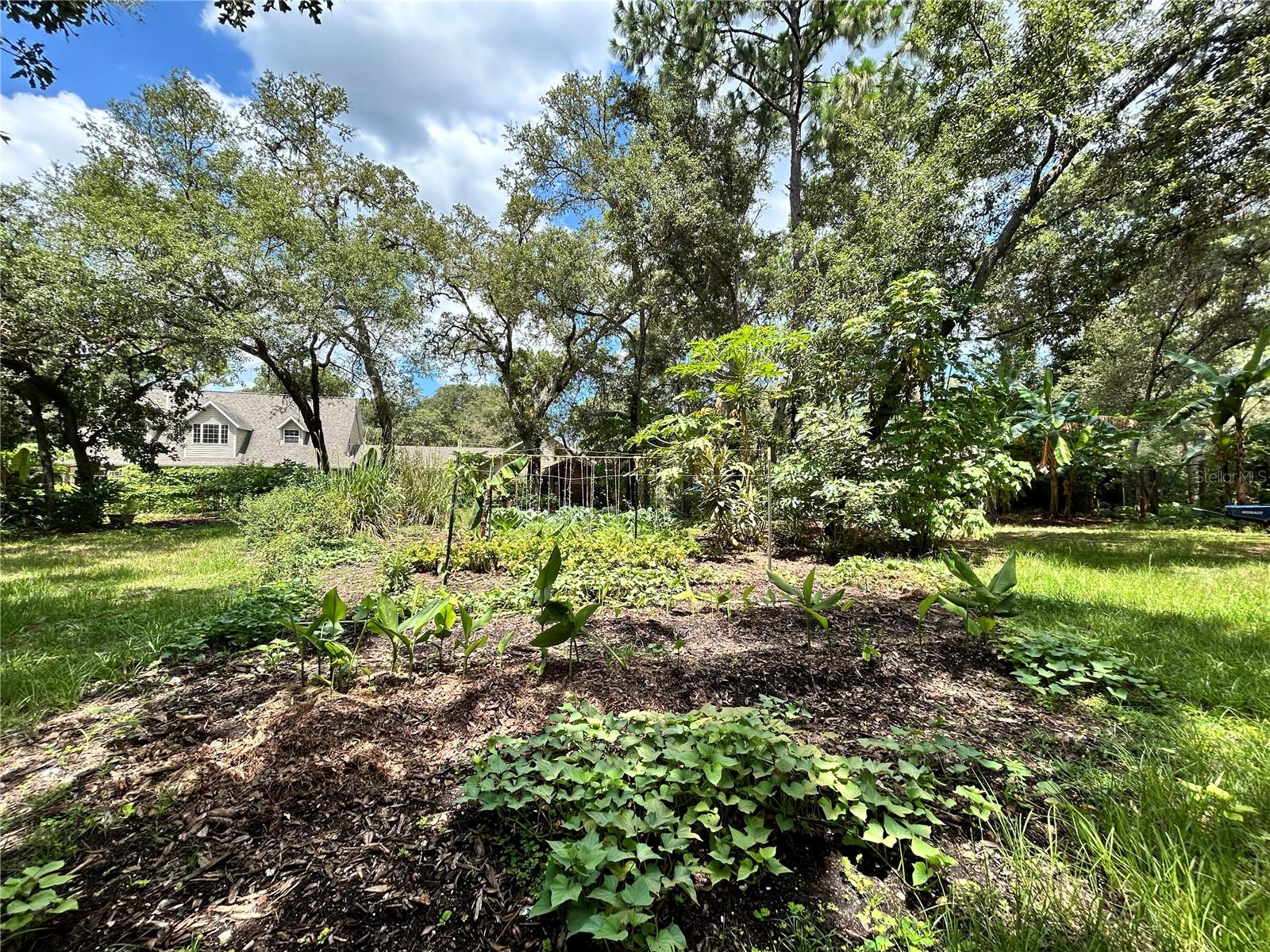 Q2 Rotating Beds, Sweet Potatoes, Tumeric, African Yam