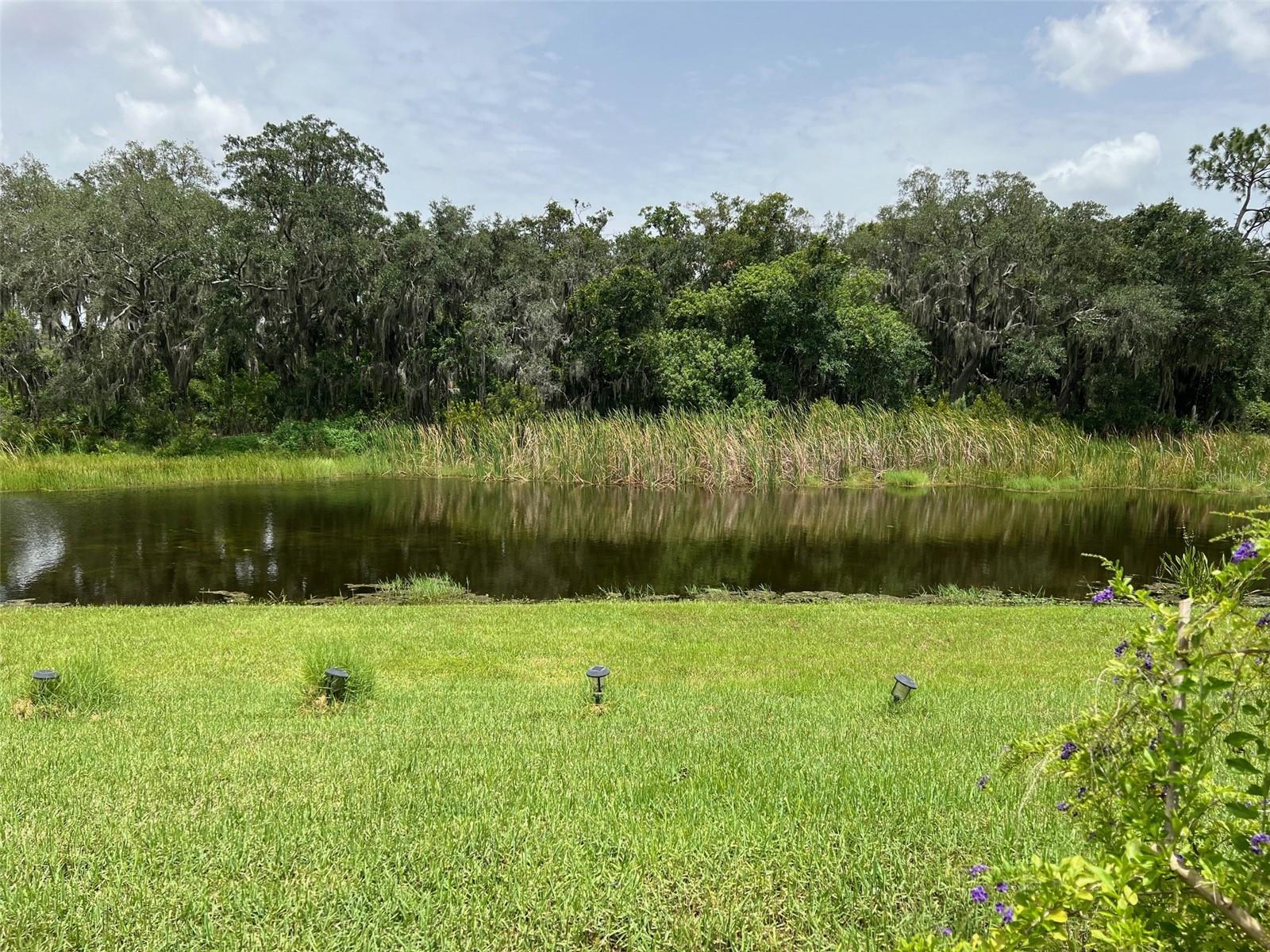 Pond View