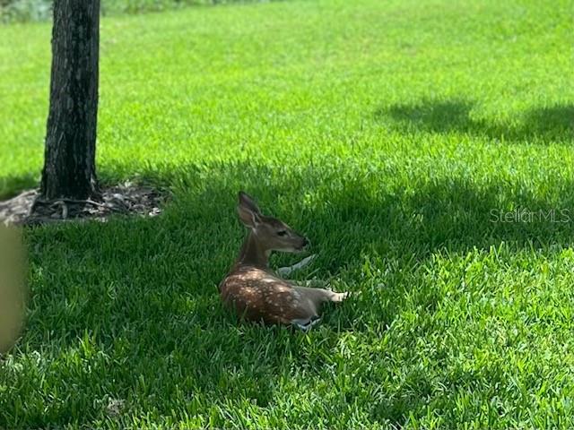 Beautiful Deer resting right you the back door.  This picture was taking last week.