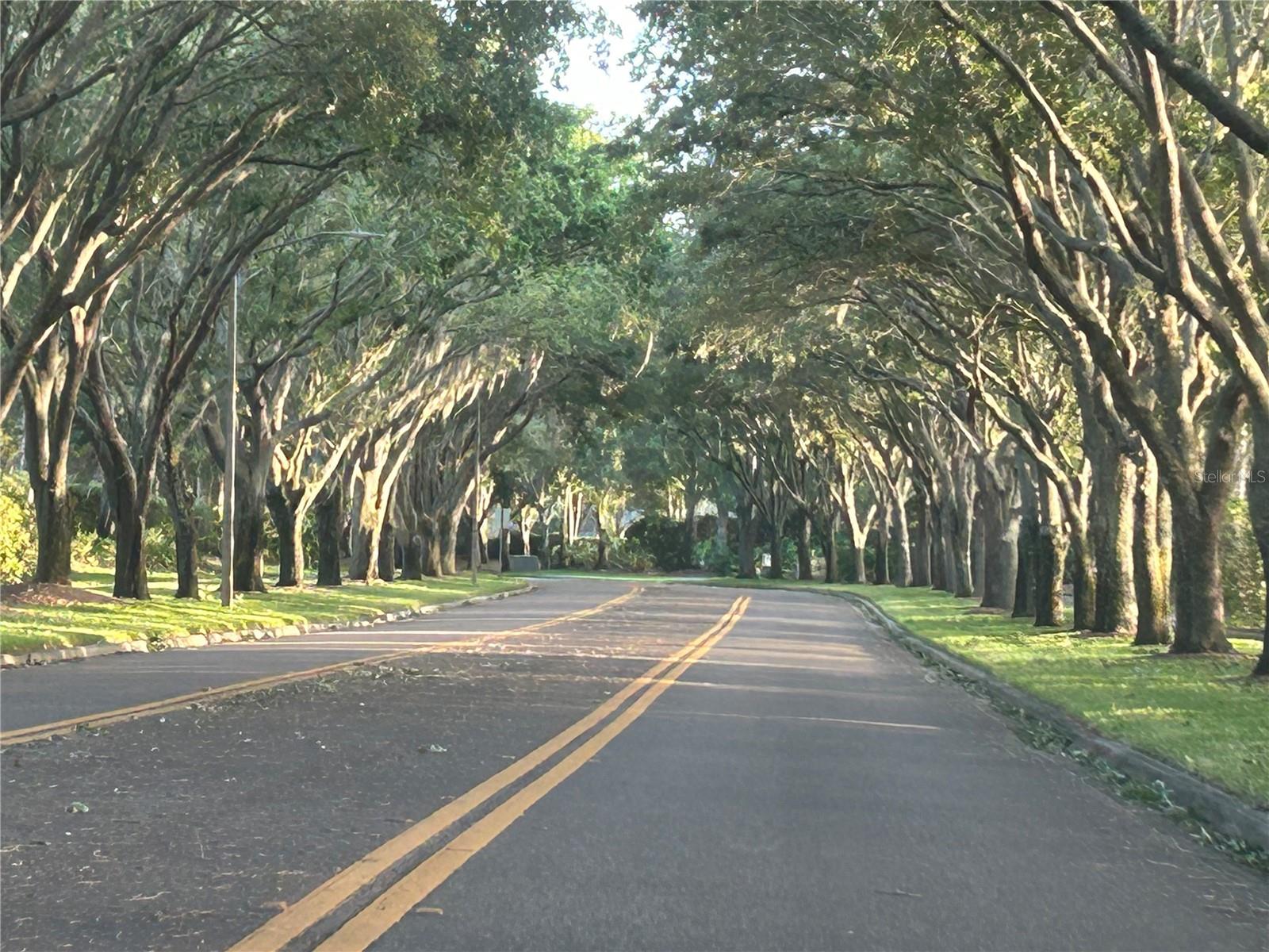 Tree-lined streets and sidewalks for maximum shade year-round!