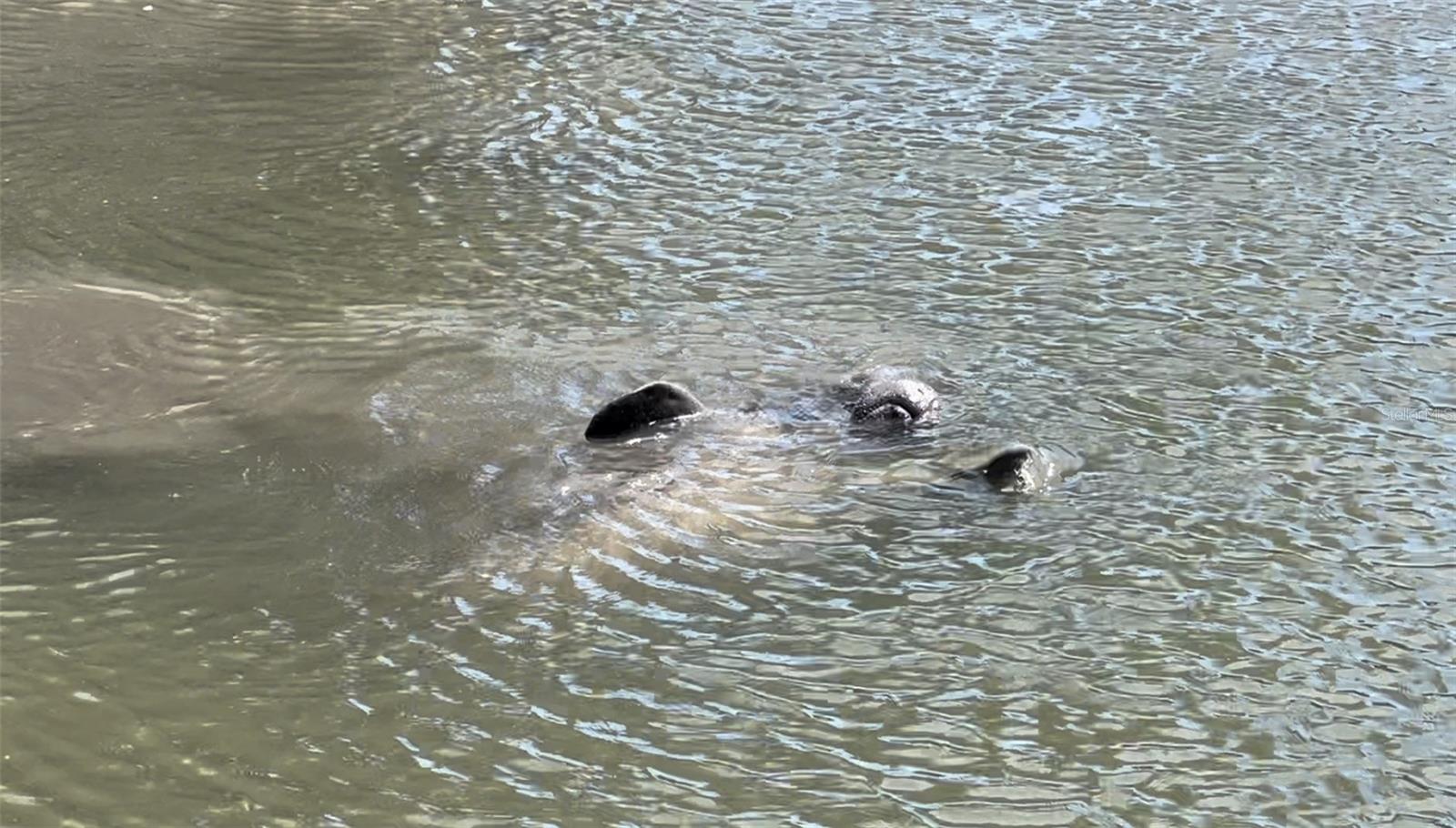 Manatee saying hi!