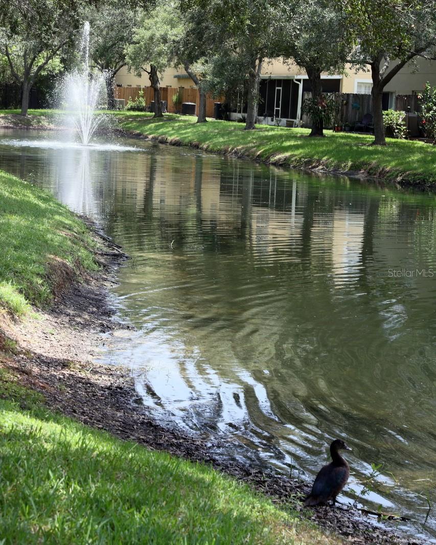 Community Pond