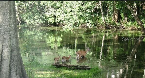 deer crossing the creek