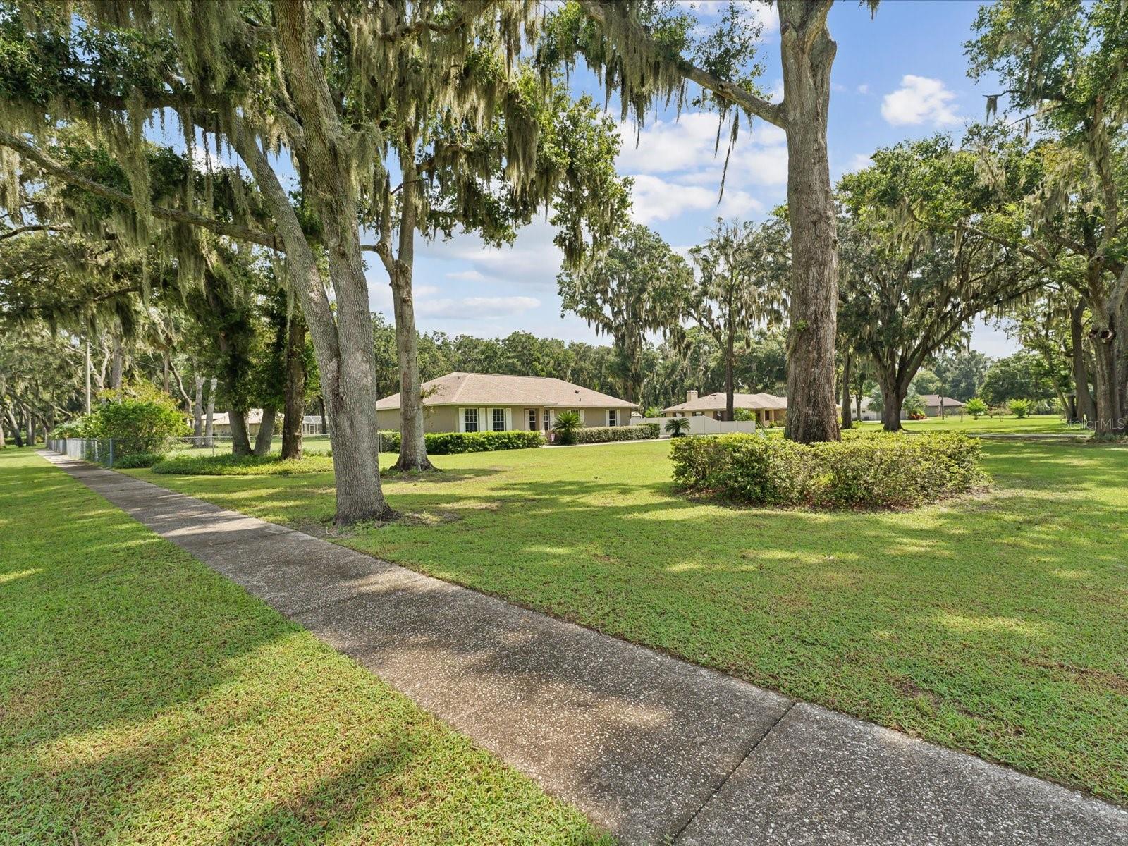 corner view - majestic oaks all around!