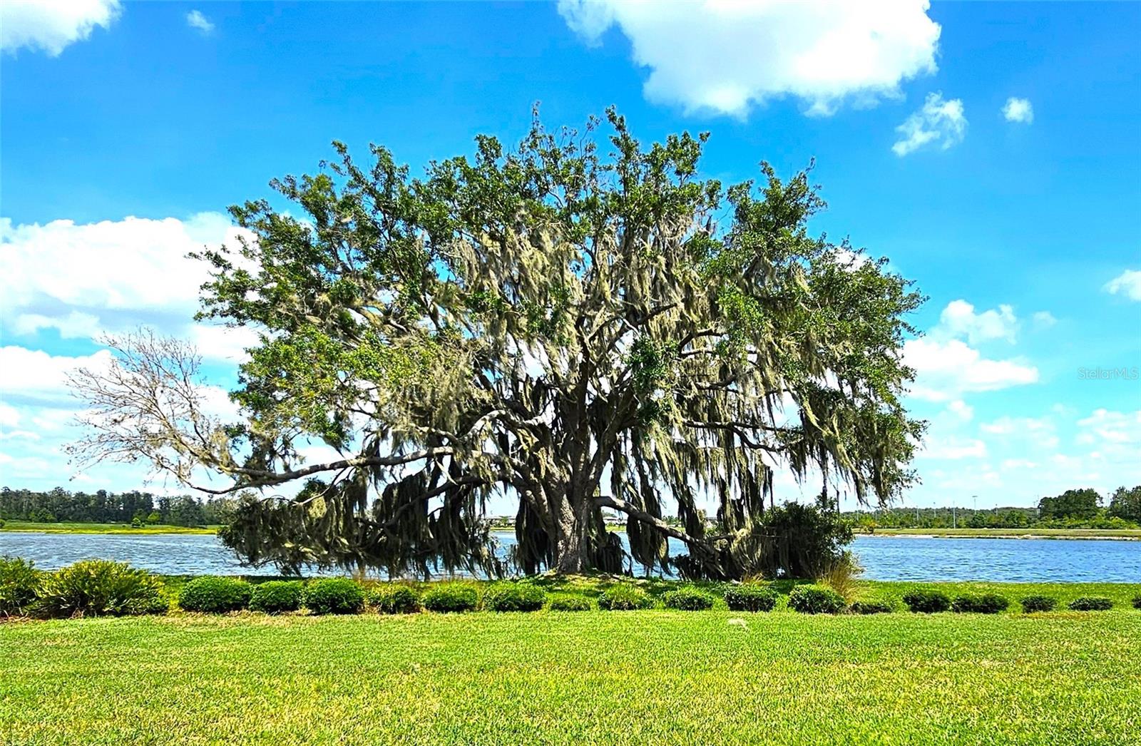 Gorgeous Tree & Water view! TRANQUILITY!