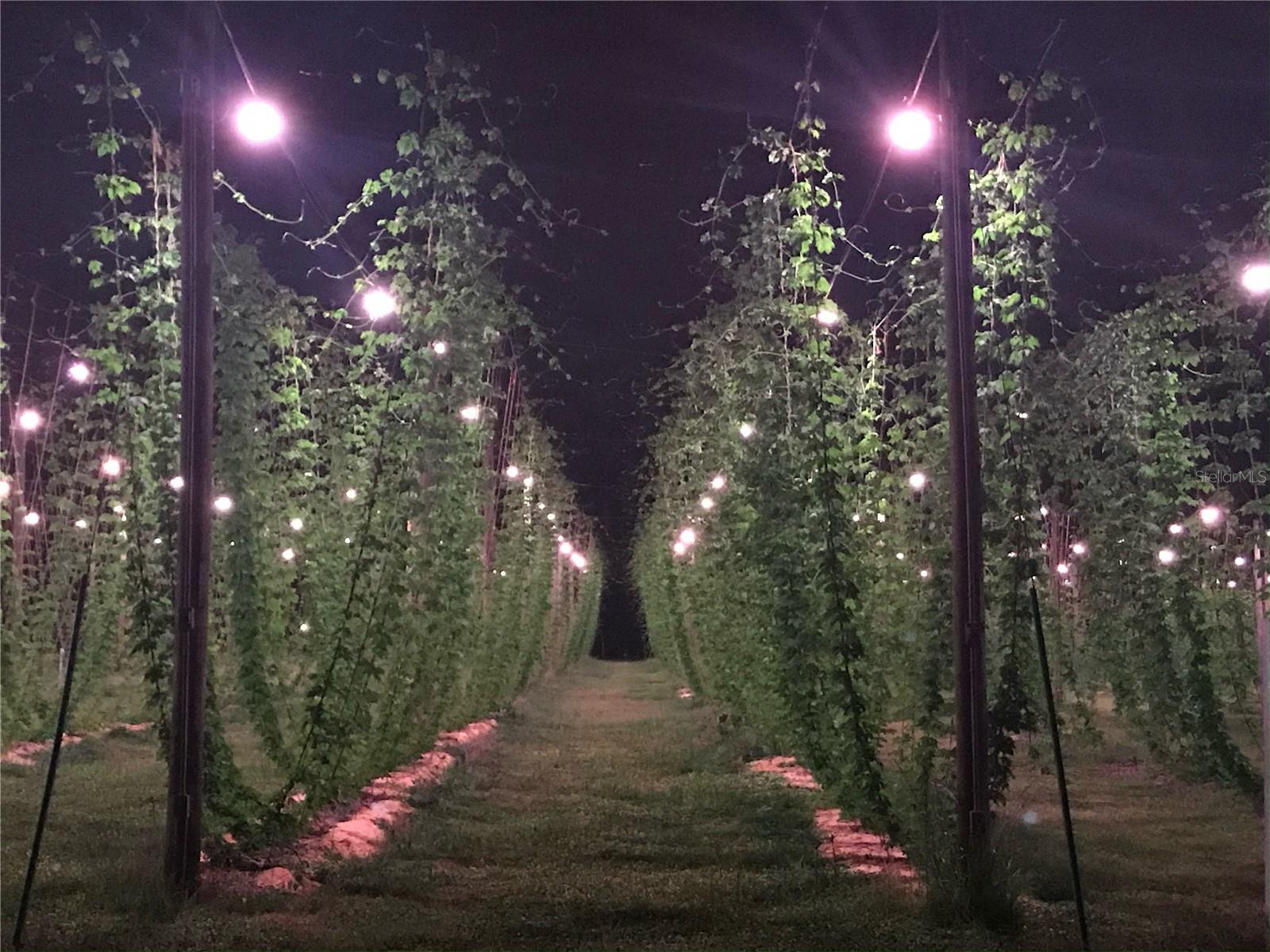 Hops Farm in Harvest