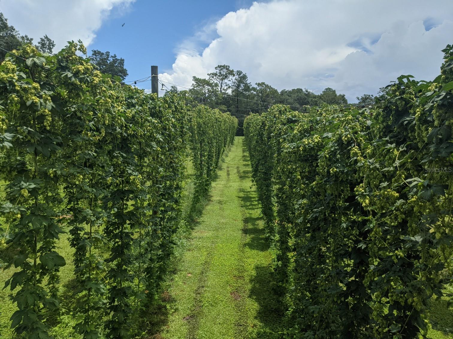 Hops Farm in Harvest