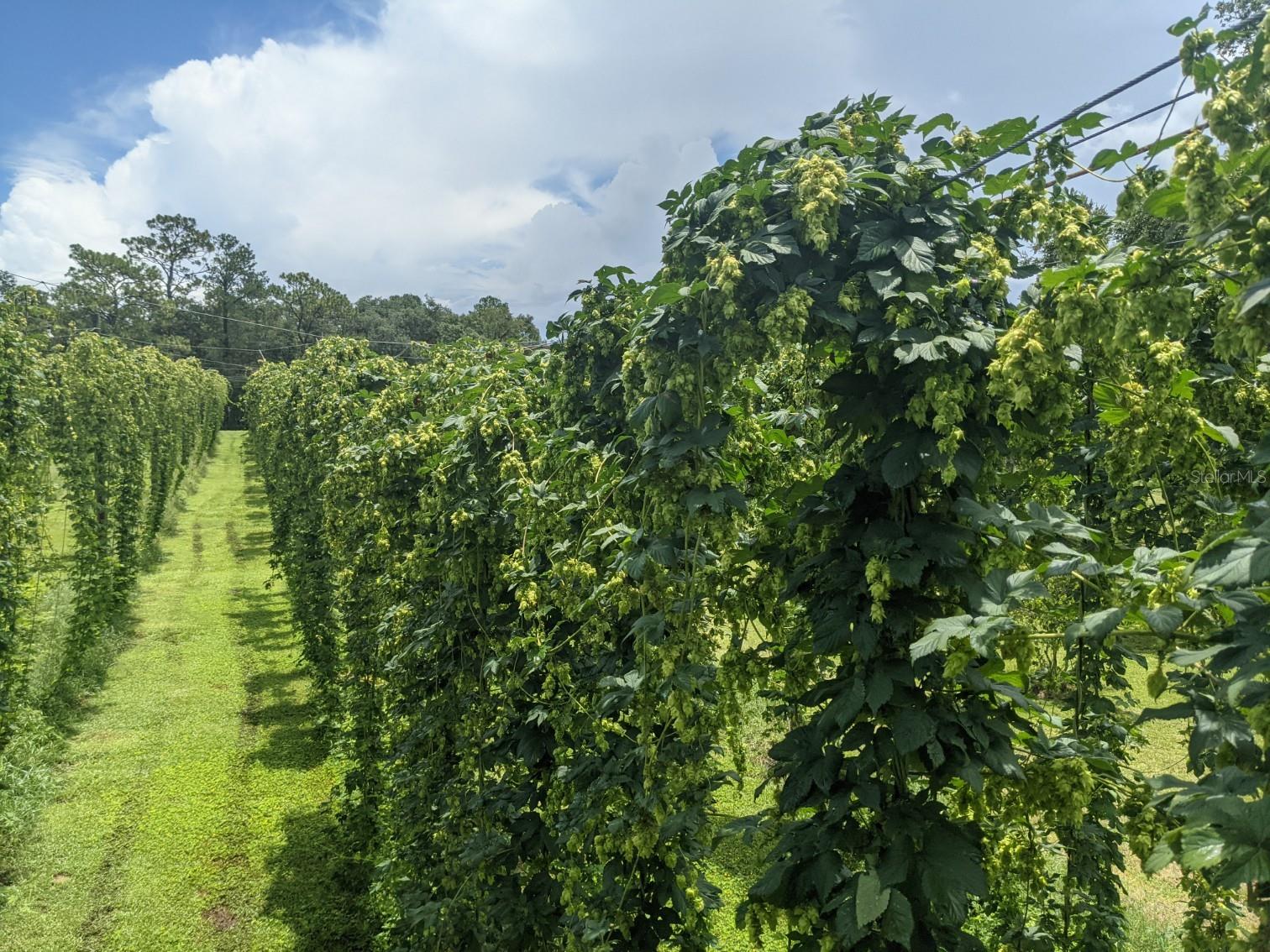 Hops Farm in Harvest