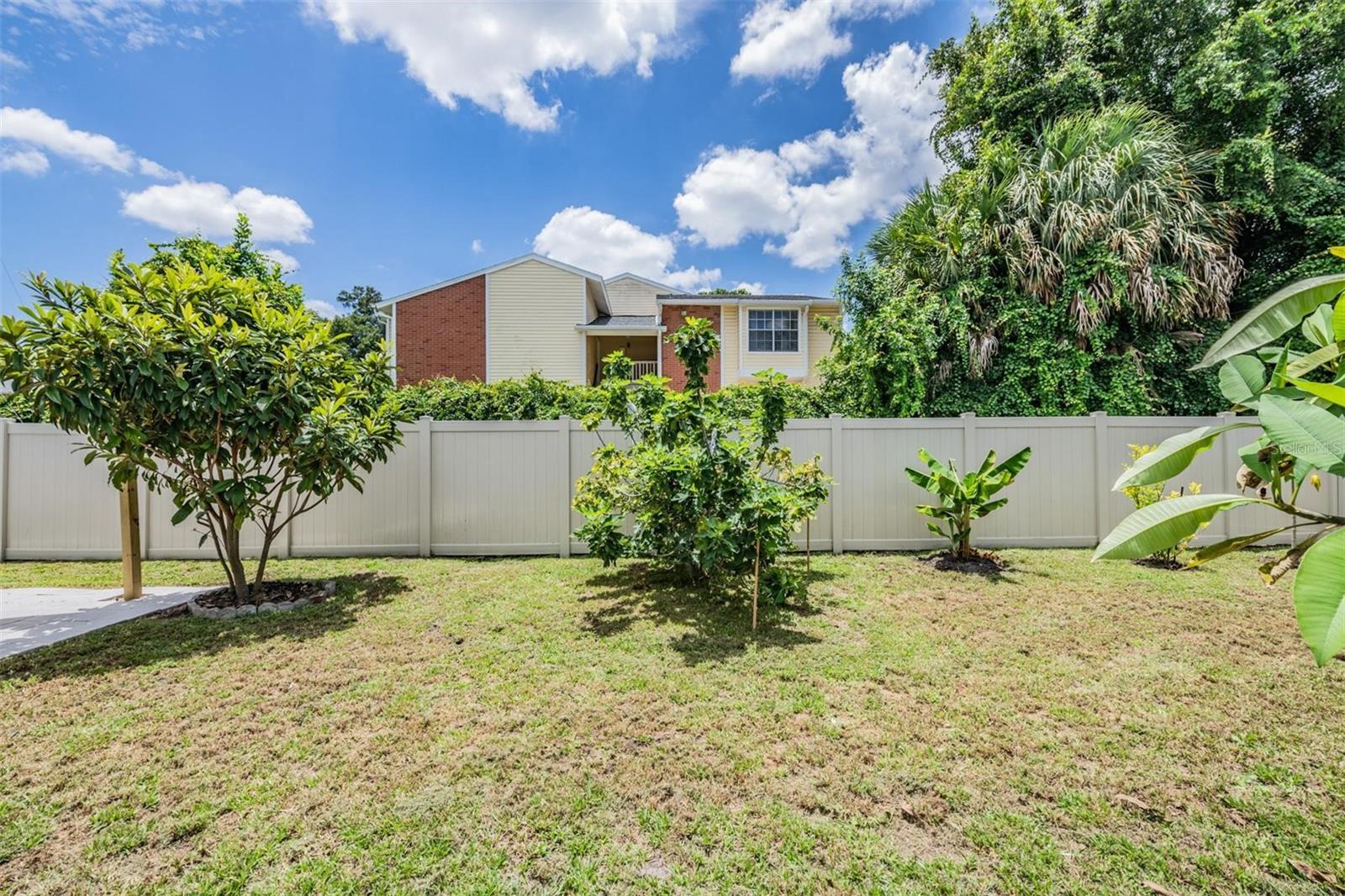 Completely fenced backyard with fruit trees.