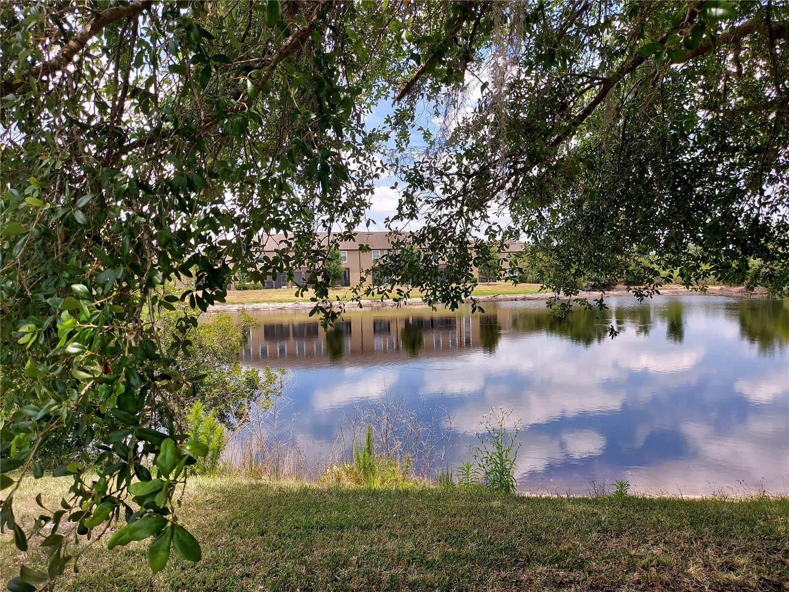 pond view