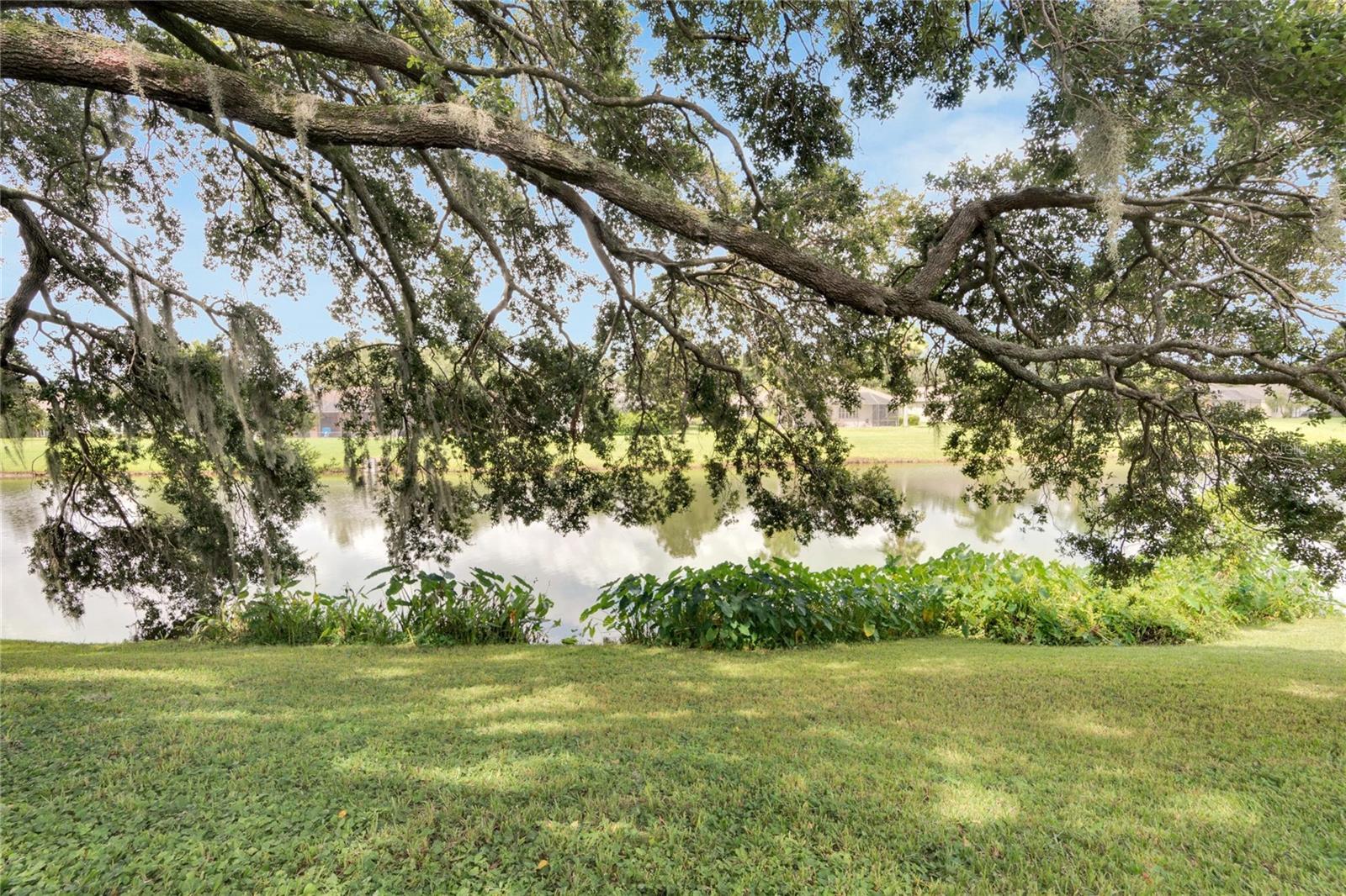 Pond View