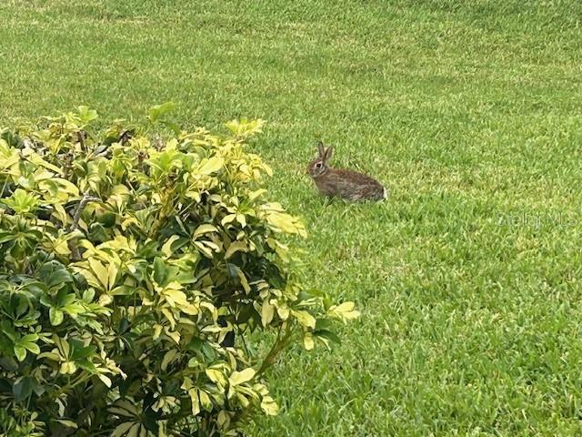 Wild life enjoying community garden