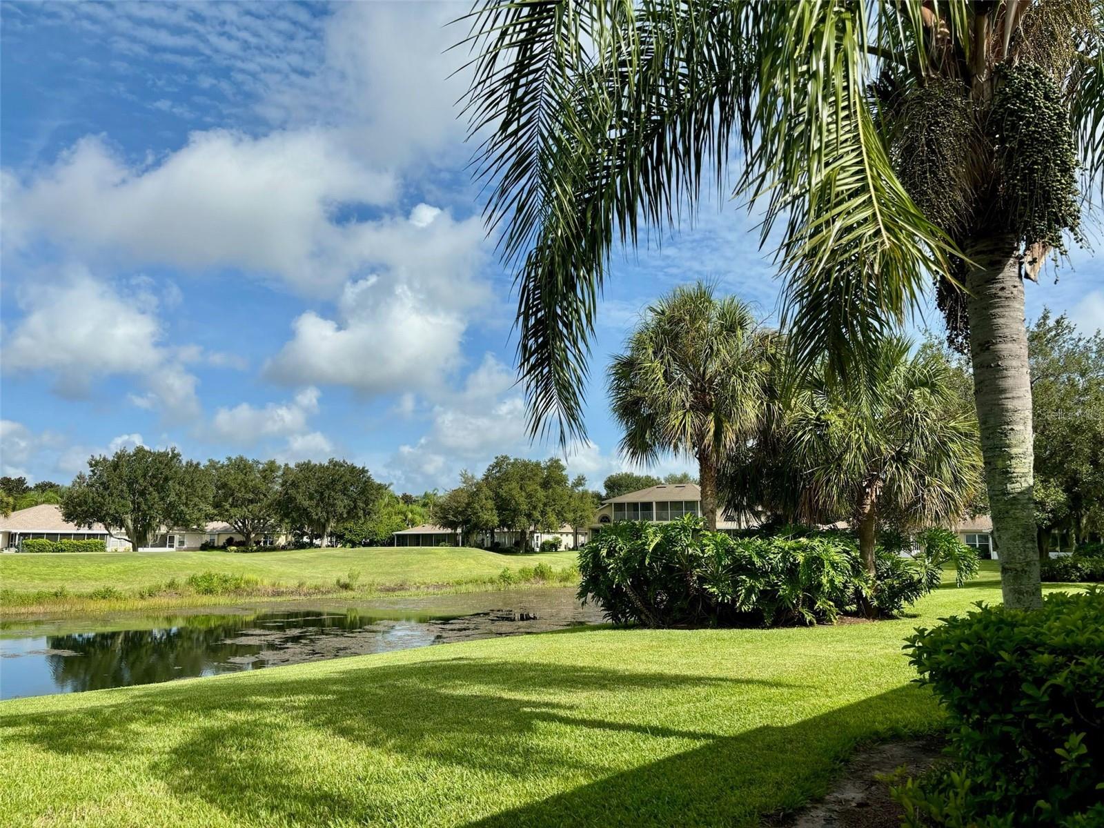 Backyard view of pond