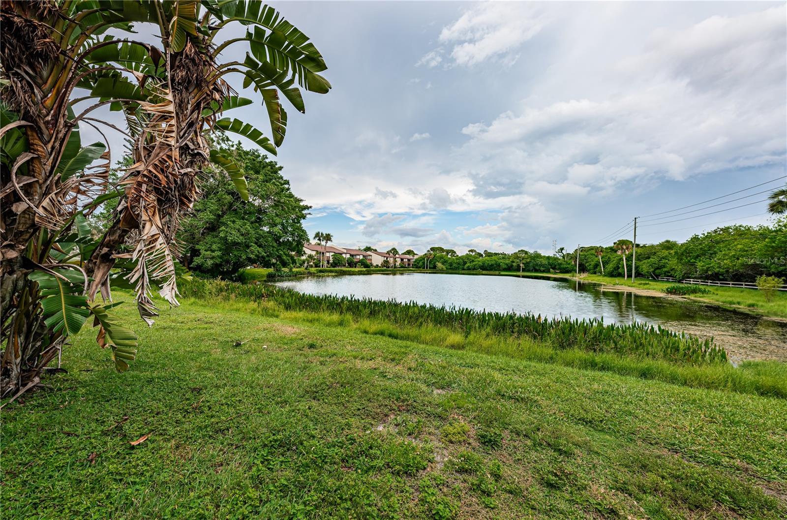 Pond view