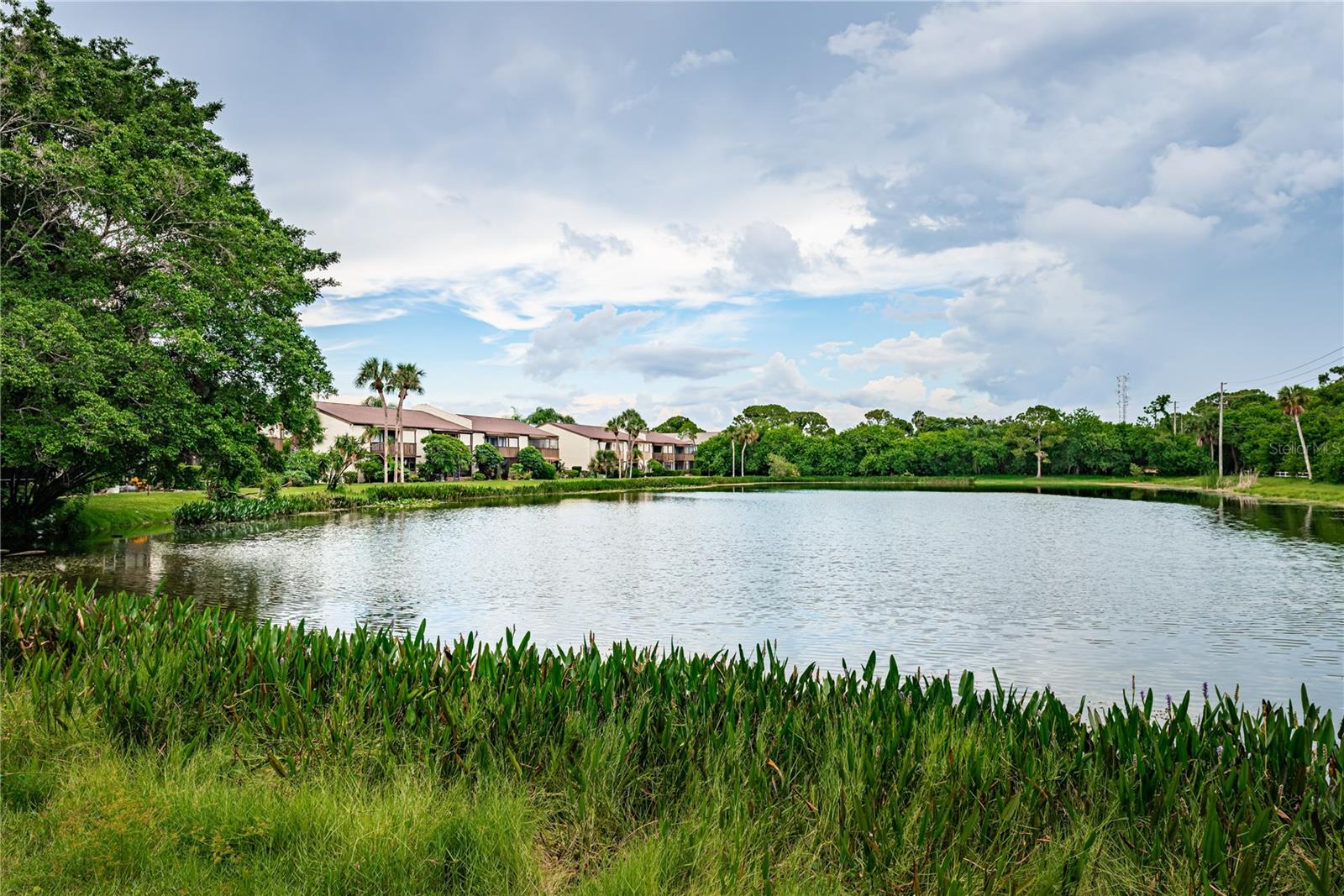 Pond views