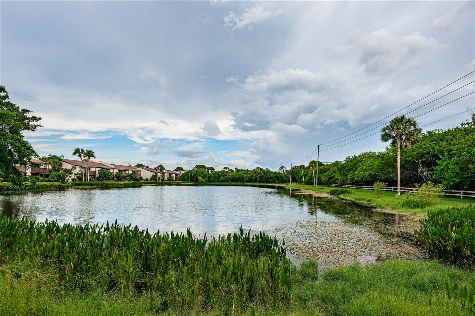 Pond views