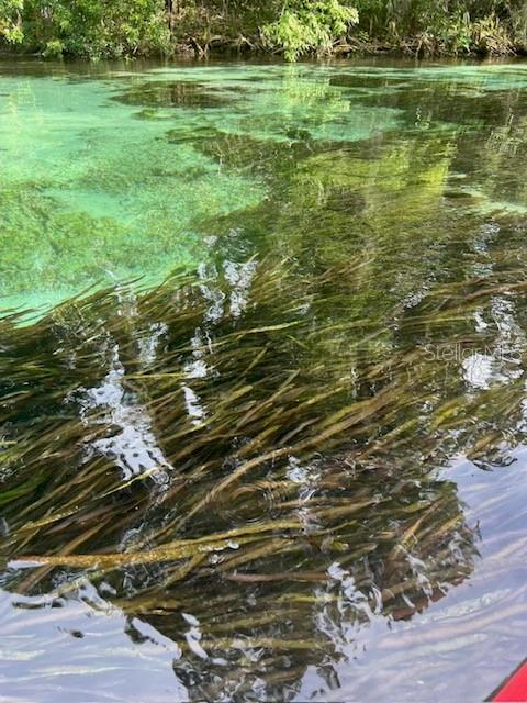 Weeki Wachee river