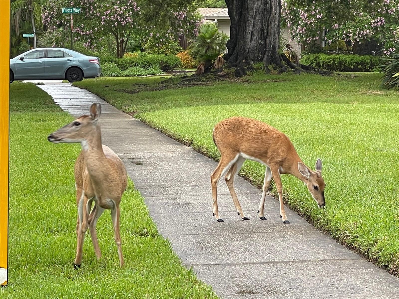 Lots of beautiful wildlife