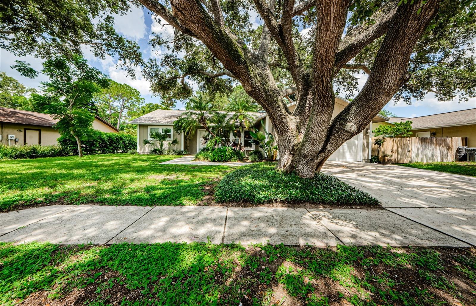 Gorgeous shade tree!