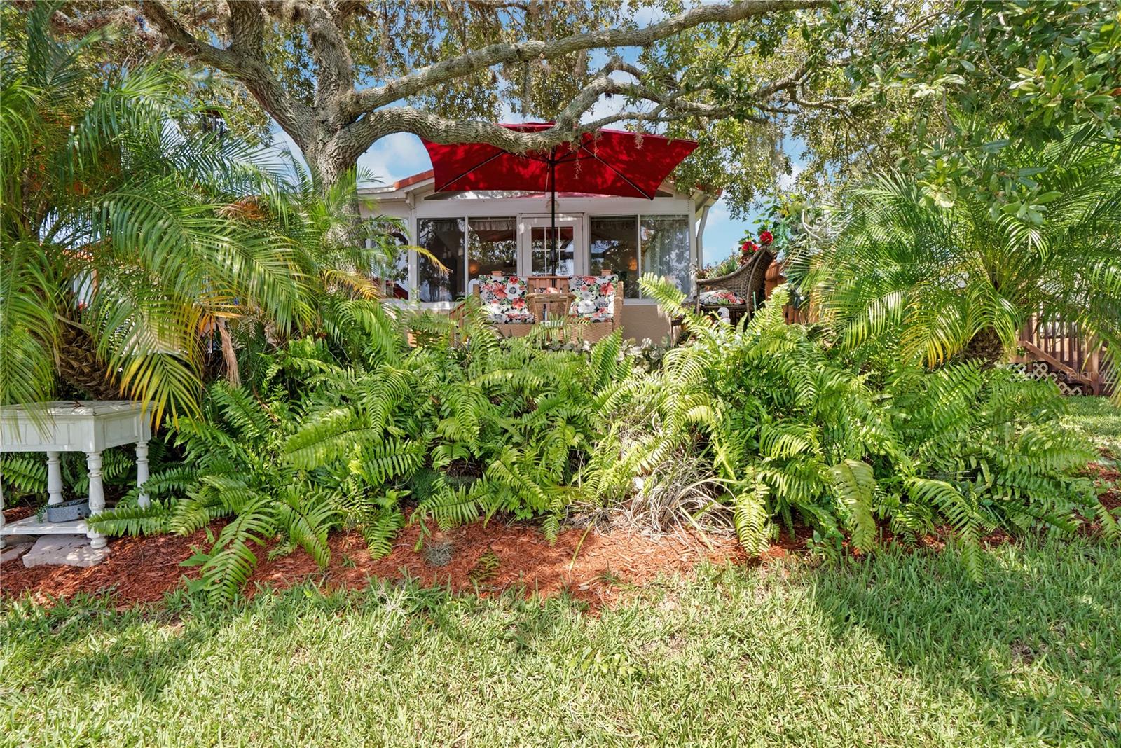 Ferns and pygmy date palms