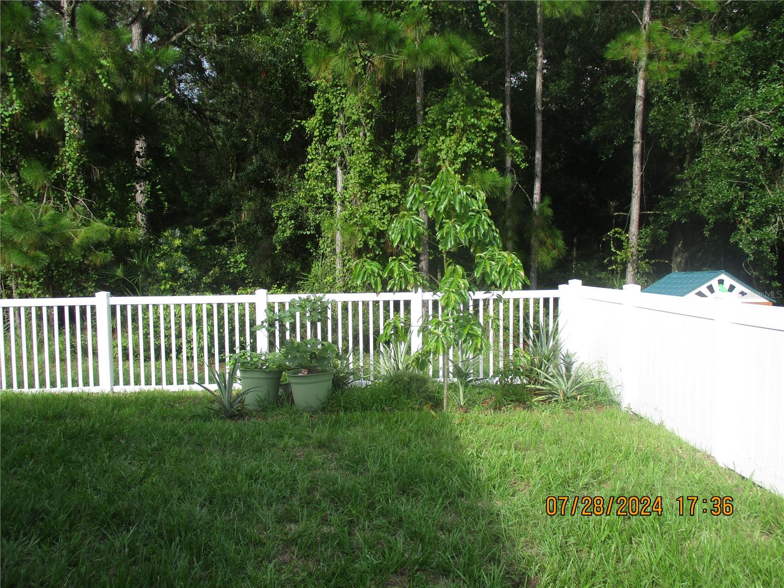 Avocado tree and pineapples in back yard