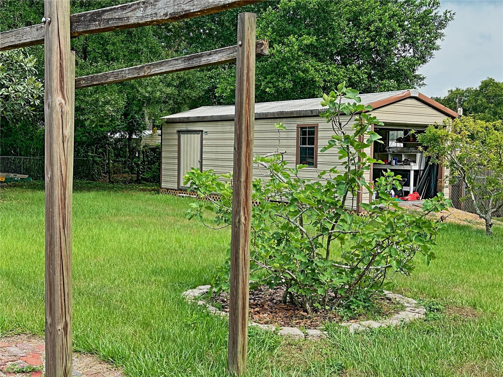 There are mature fruit trees and landscaping.  This is a 30 year old fig tree.  To the left is a large loquat tree and to the right are two mature plum trees.