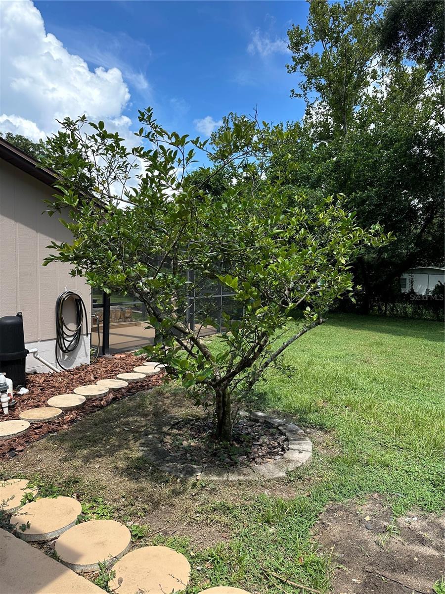 This is a mature lemon and lime tree. The lemon has several grafted branches of lime.