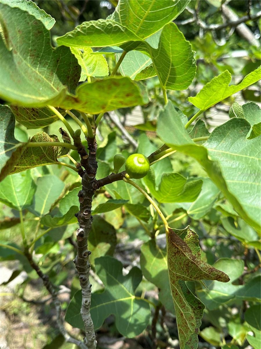 The figs produce all summer and fall.