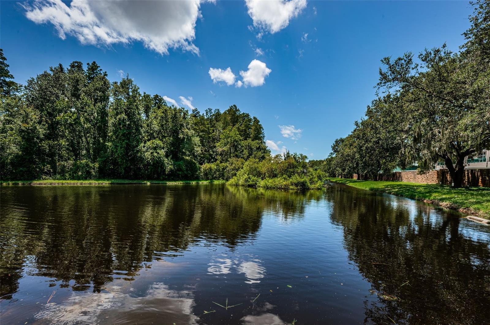 Backyard pond view