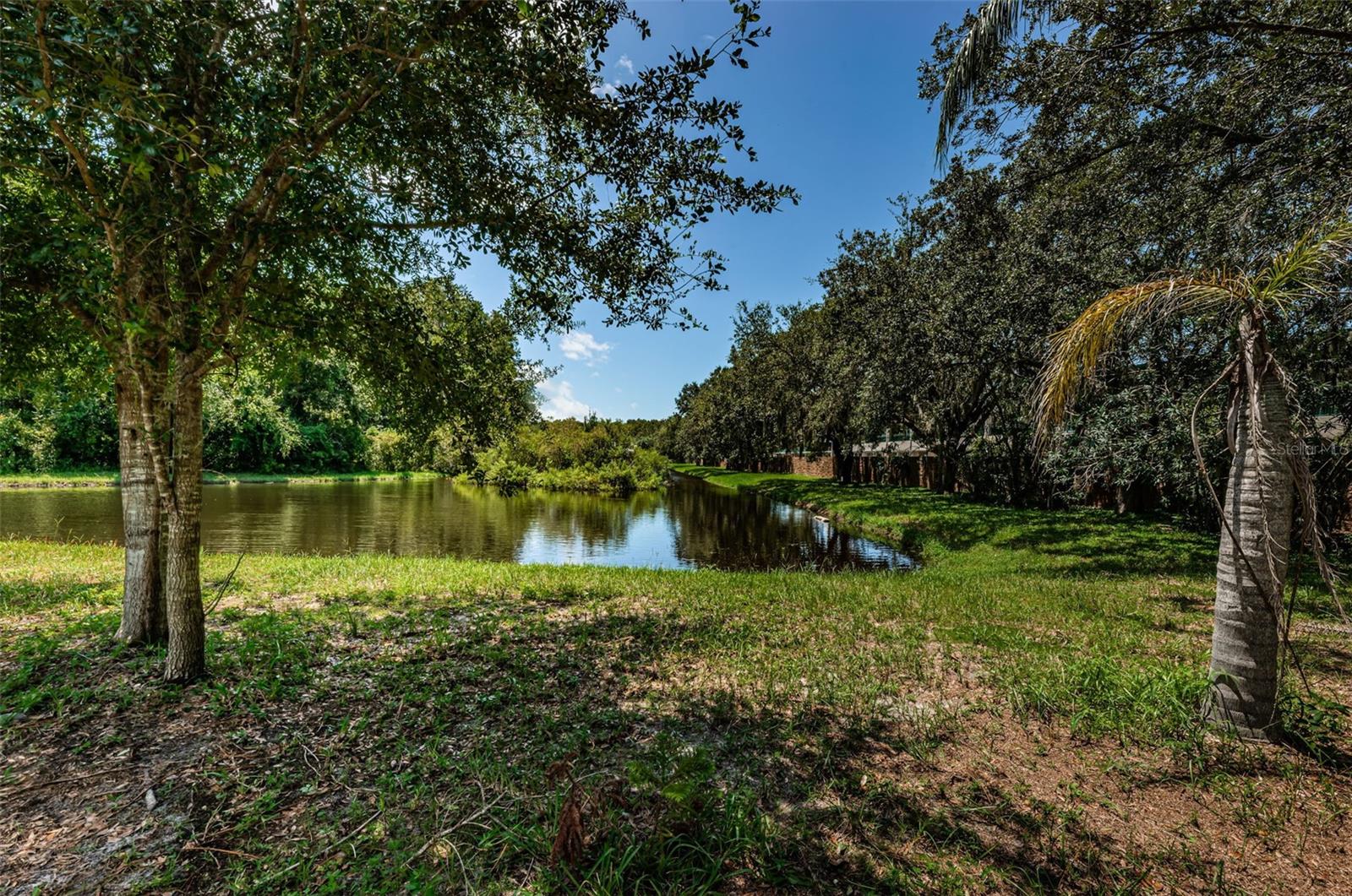 Backyard pond views