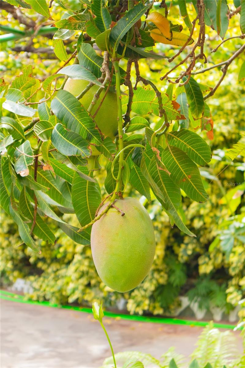 The beautifully landscaped yard showcases palm trees, various fruit trees, including delicious mangos!