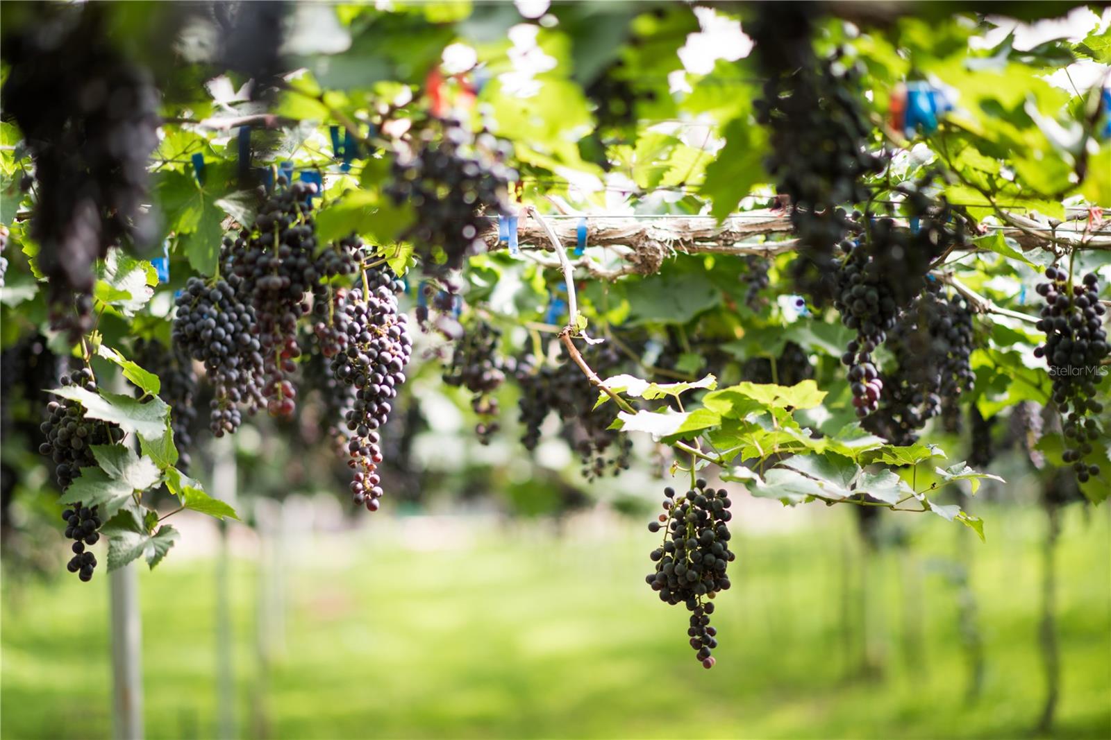 Arch of six five-year-old grape vines that yield 30lbs of grapes, leading to a cozy TV lounge area.