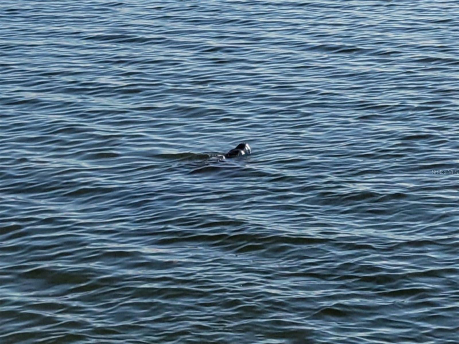 Dolphins frolicking in the Bay!