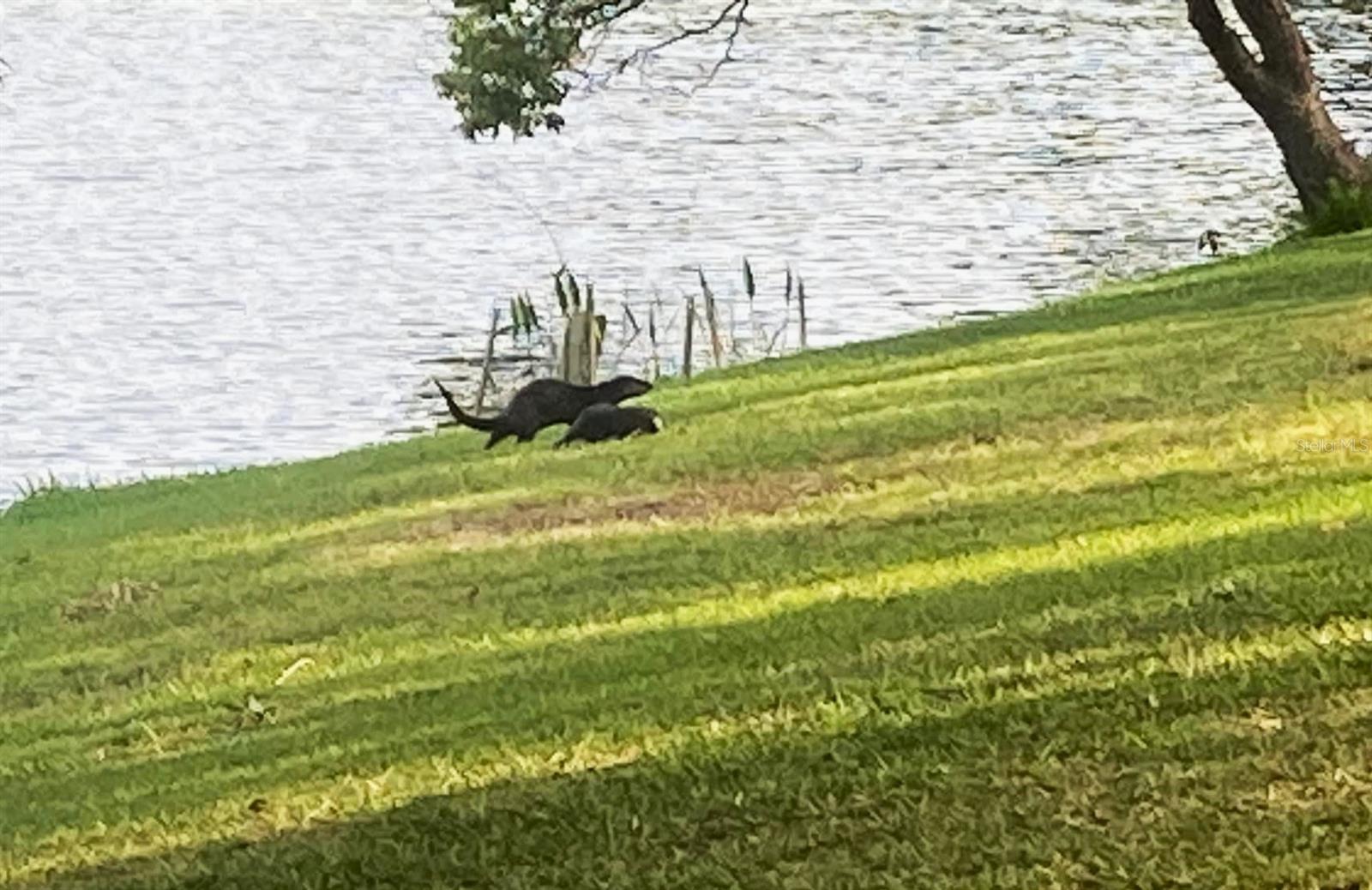 Photo of Otters on the banks of Lake Saundra