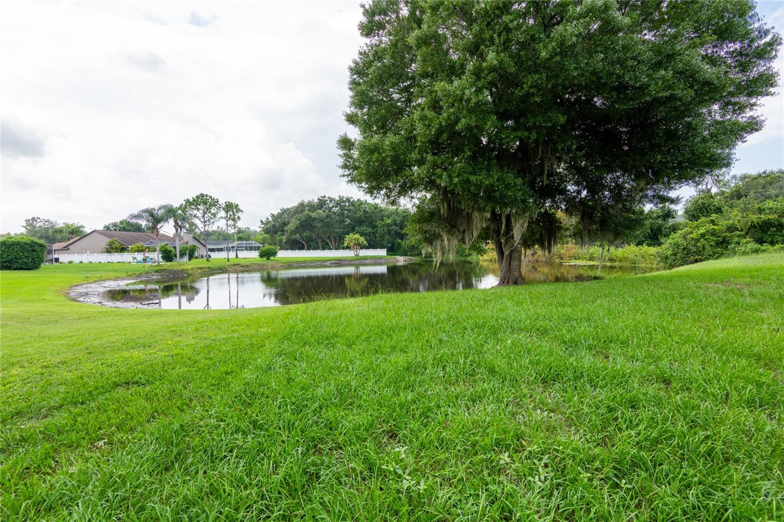 Pond view