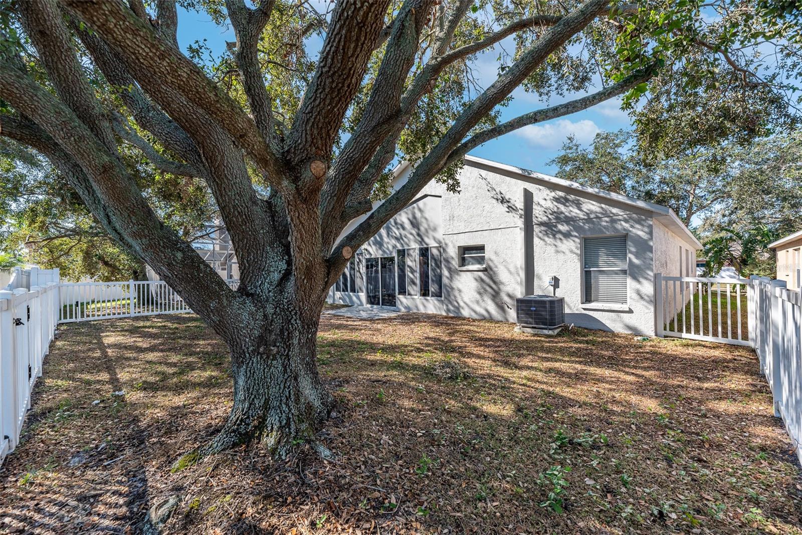 This climbing tree provides needed shade from the florida sun.