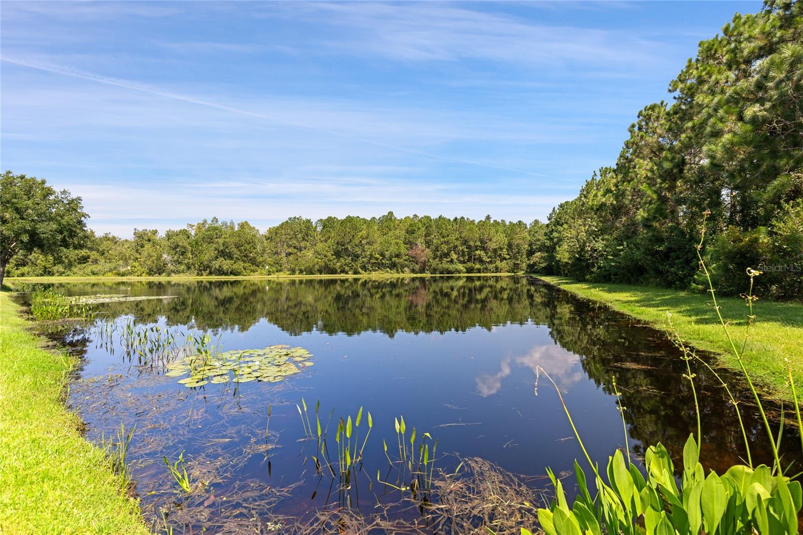 Serene water view of the peaceful pond