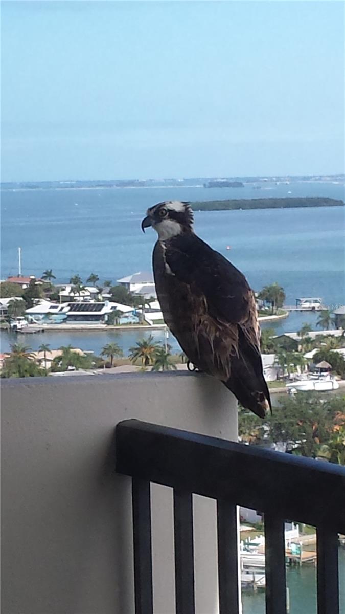 Osprey comes to say hello