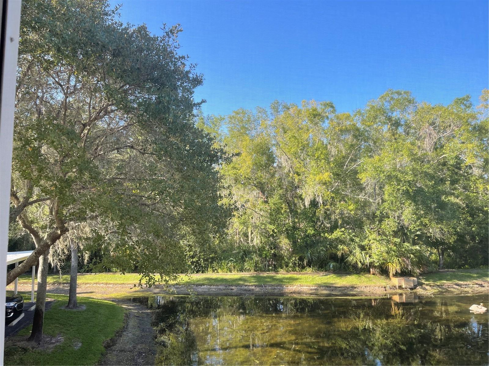 Pond view