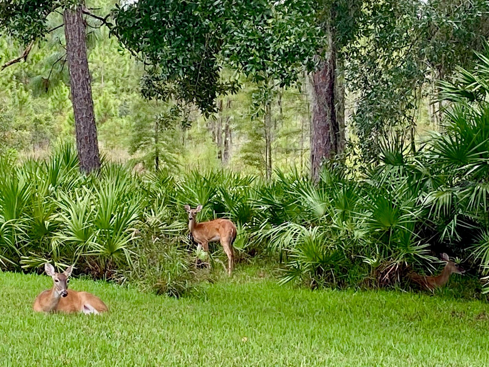 Bambi & Friends Come to Visit From to Time